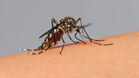 Alerta em Ipê: Primeiro Caso De Dengue Confirmado.