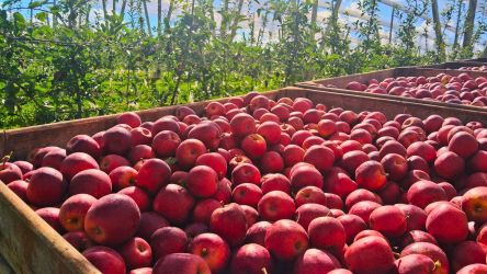 RAR lança linha de maçãs premium destinada para o público infantil