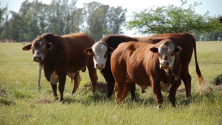 Exportações do agronegócio brasileiro batem recorde histórico com US$ 15,44 bilhões