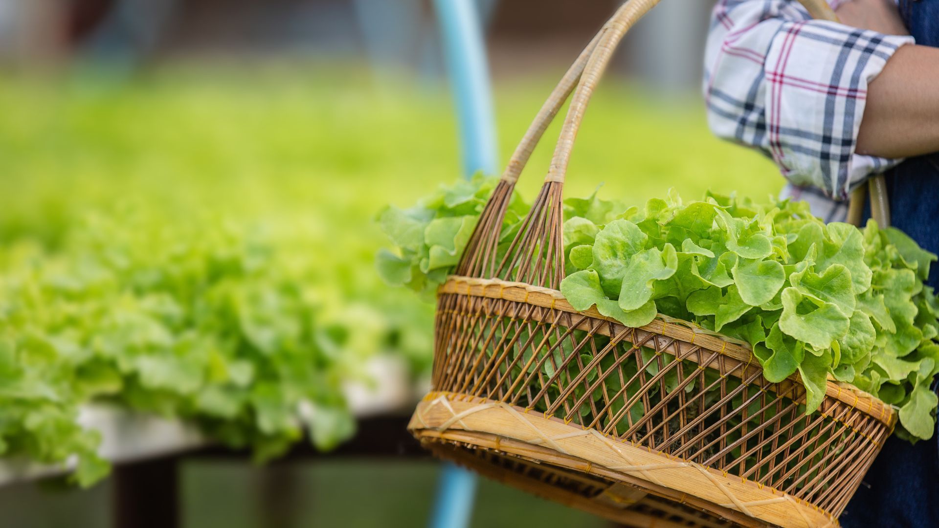 Brasil se Consolida como Potência na Agricultura Sustentável e Lucrativa