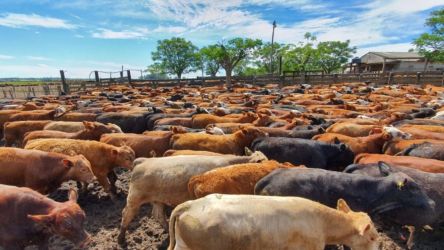 Recuperação Econômica no Rio Grande do Sul: Indústria e Varejo se reerguem em Junho