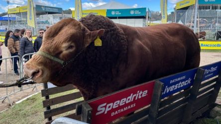 Hudson,Touro Limousin com 1.410 quilos é Bicampeão da Expointer 2024