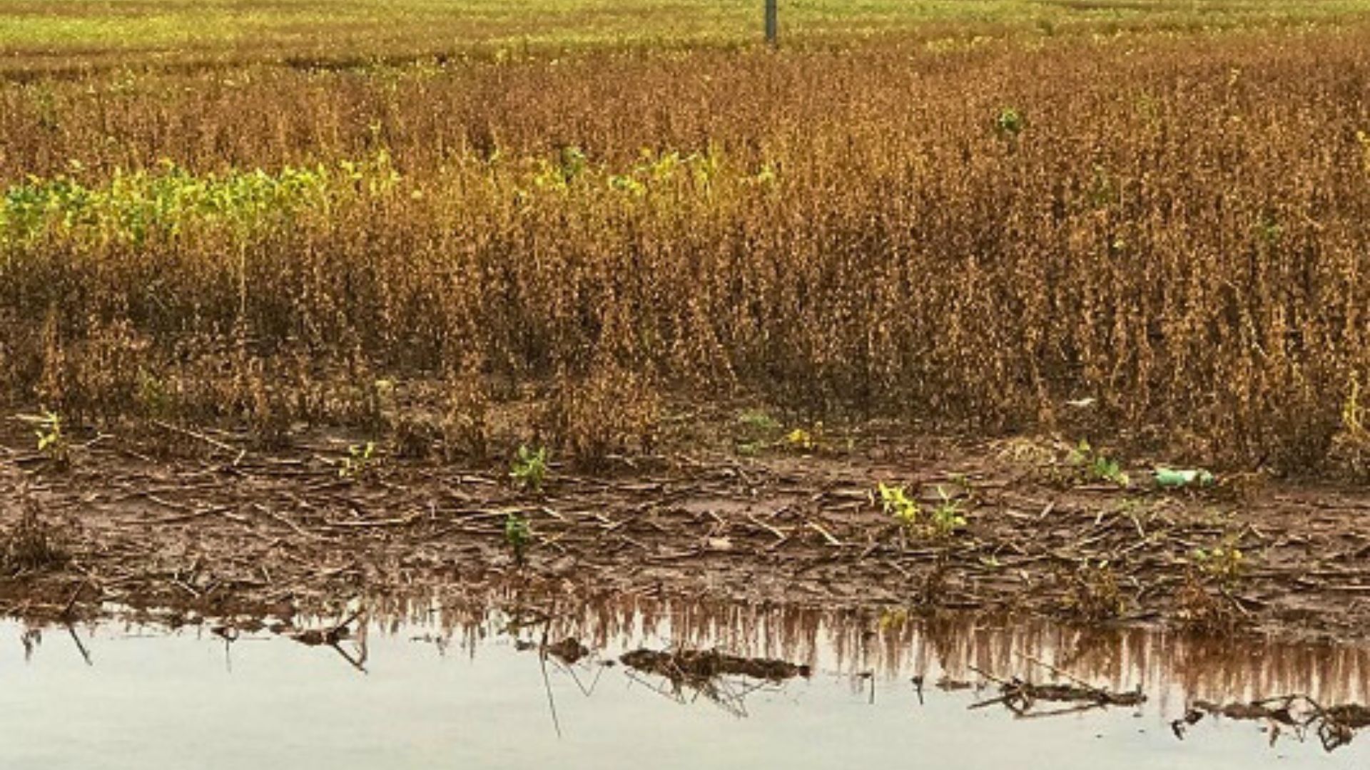 Renegociação do crédito rural para produtores afetados pelas chuvas