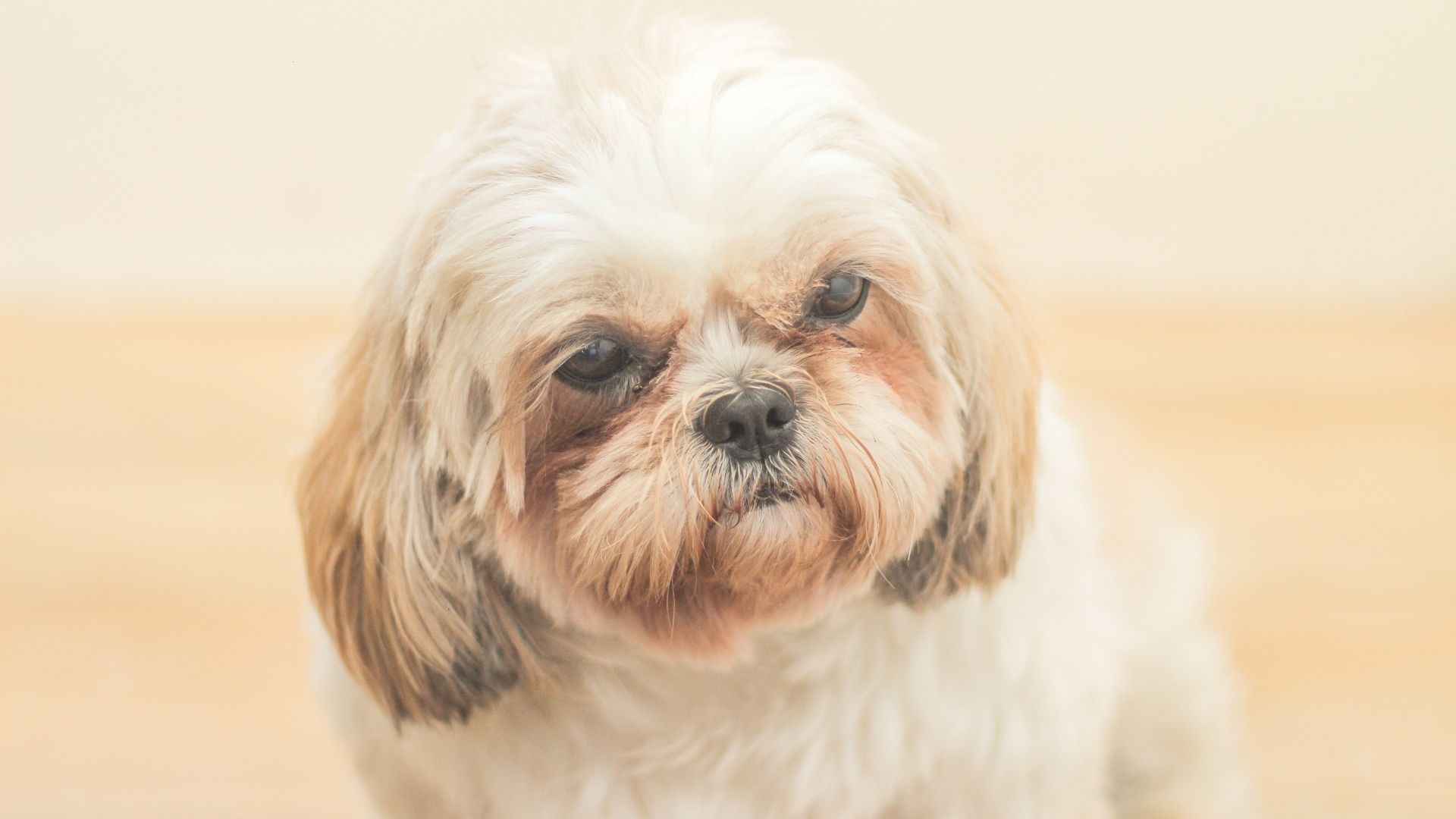 Saiba as 5 doenças comuns em cães idosos