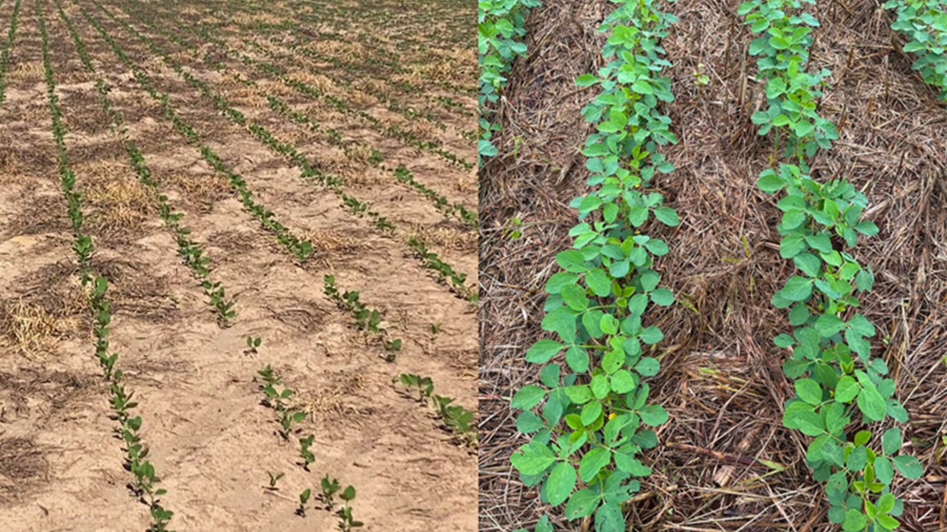 Banco re&uacute;ne 28 mil amostras com dados biol&oacute;gicos dos solos brasileiros