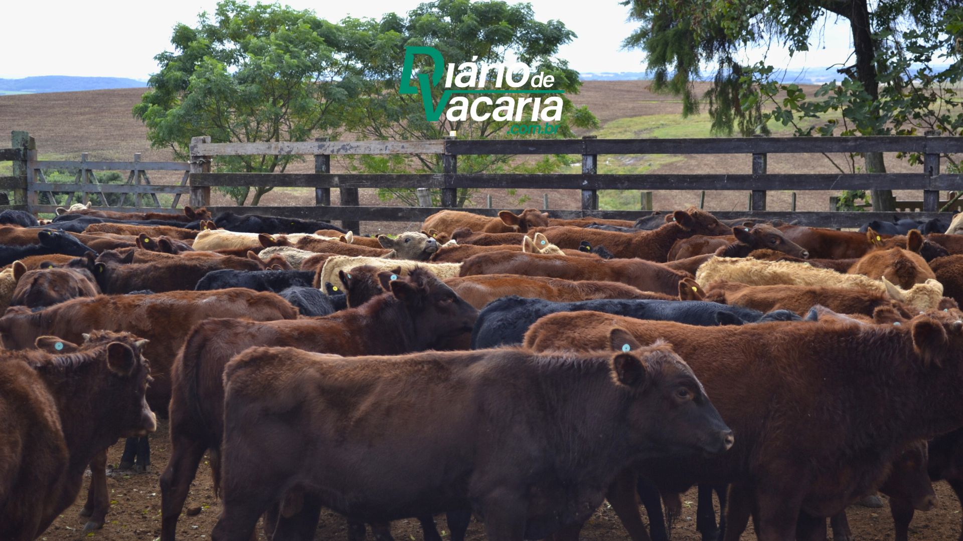 Prazo para Declara&ccedil;&atilde;o de Rebanho encerra dia 31/07