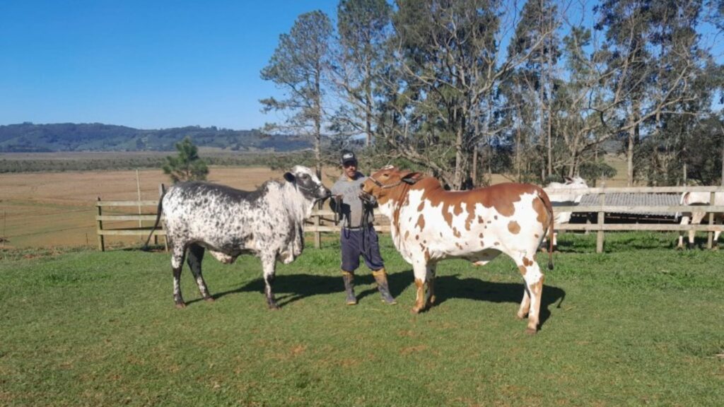 Alencar Scarpari, de Morrinhos do Sul, vai trazer animais Nelore pelagens - Foto: arquivo pessoal