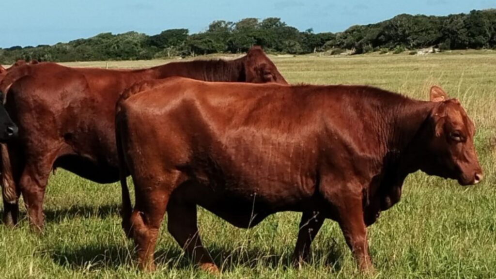 Brangus Praiano do criador José Felipe Boll, de Tramandaí - Foto: arquivo pessoal