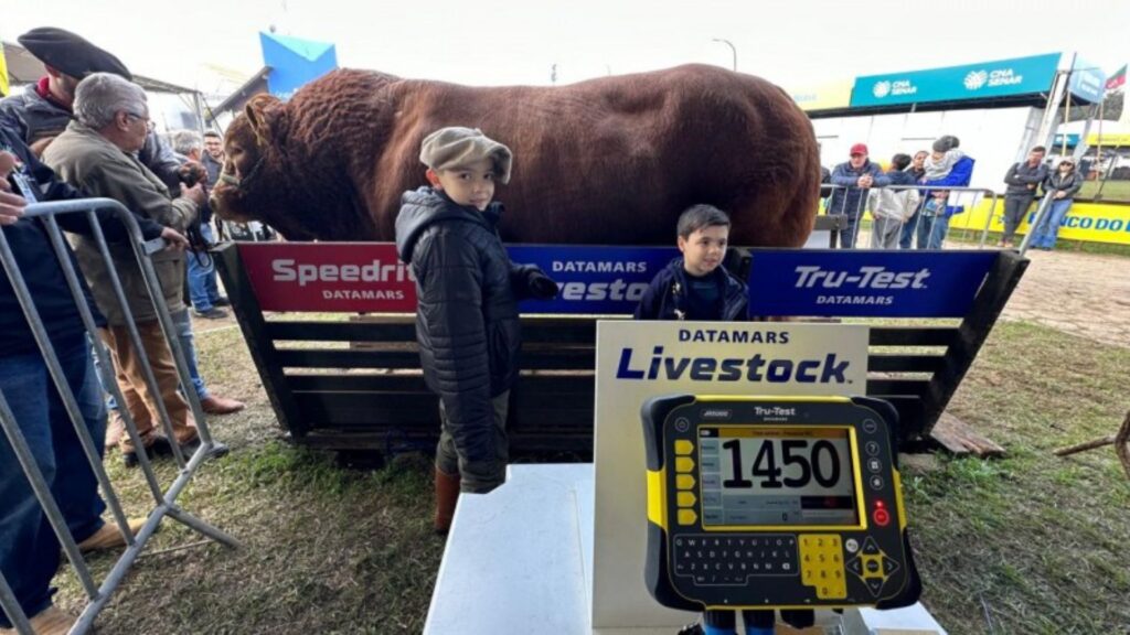 Hudson,Touro Limousin com 1.410 quilos é Bicampeão da Expointer 2024