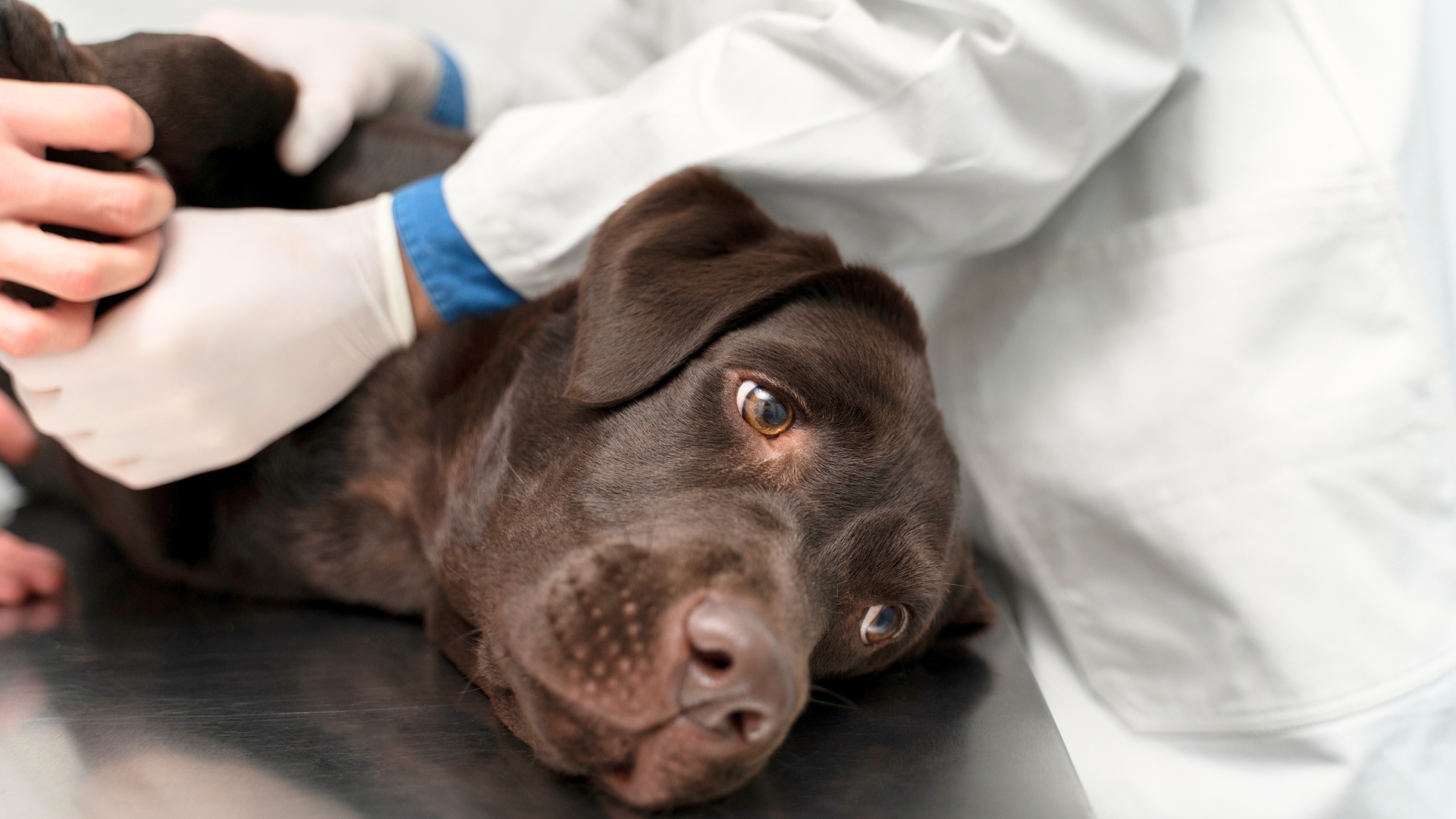 O impacto da disbiose para animais com doen&ccedil;as cr&ocirc;nicas