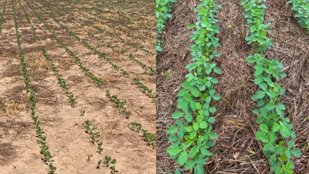 Banco re&uacute;ne 28 mil amostras com dados biol&oacute;gicos dos solos brasileiros