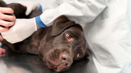 O impacto da disbiose para animais com doen&ccedil;as cr&ocirc;nicas