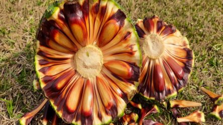 In&iacute;cio da Temporada de Pinh&atilde;o: Muitos Cap&otilde;es destaca-se na produ&ccedil;&atilde;o