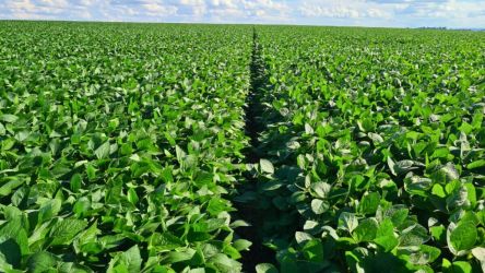 Plano Safra programado para junho &eacute; adiado para dia 3 de julho