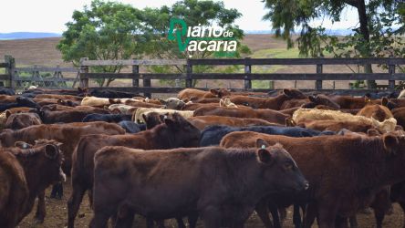 Prazo para Declara&ccedil;&atilde;o de Rebanho encerra dia 31/07