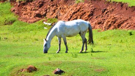 Di&aacute;rio de Vacaria - O aplicativo Galope ser&aacute; desativado e n&atilde;o estar&aacute; mais dispon&iacute;vel para download.