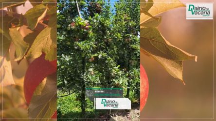 No Di&aacute;rio do Agroneg&oacute;cio, o Boletim do Agr&ocirc;nomo hoje &eacute; feito pelo reconhecido Gianfranco Perazzolo &ndash;Vice-presidente de Assuntos T&eacute;cnicos da AGAPOMI.